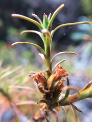 Dracophyllum recurvum