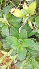 Celmisia hieraciifolia