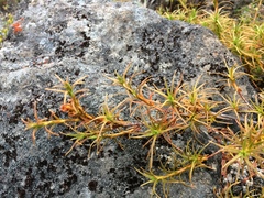 Dracophyllum recurvum