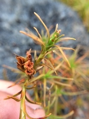 Dracophyllum recurvum