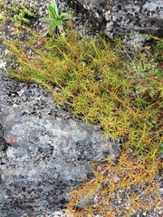 Dracophyllum recurvum