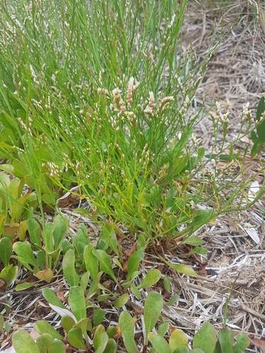 Image of Limonium australe by no rights reserved