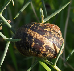 Cornu aspersum