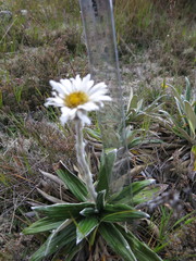 Celmisia spectabilis