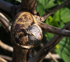 Cornu aspersum