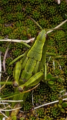 Sigaus piliferus