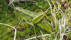 Sigaus piliferus