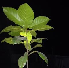 Chamaeleo zeylanicus