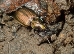 Agonum marginatum