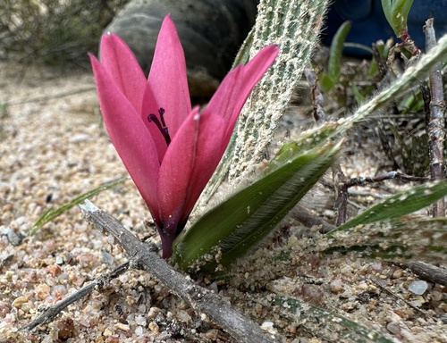 Babiana blanda