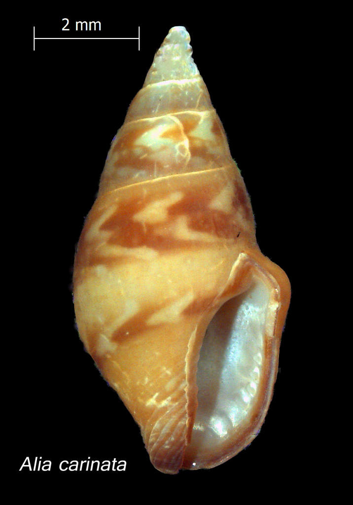 Photo of a Carinate Dovesnail