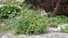 Peucedanum japonicum