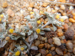 Helichrysum leontonyx