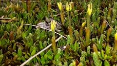 Coprosma perpusilla