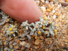 Helichrysum leontonyx