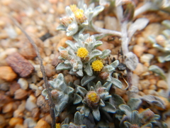 Helichrysum leontonyx