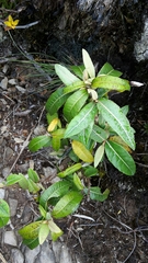 Olearia arborescens × lacunosa