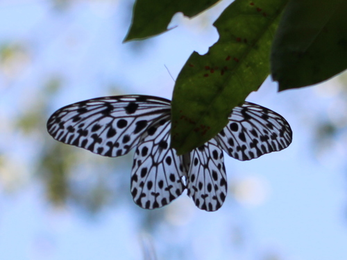Malabar Tree-nymph
