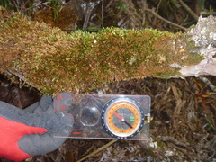 Macromitrium longipes