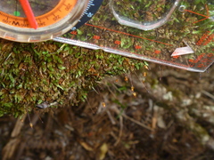 Macromitrium longipes