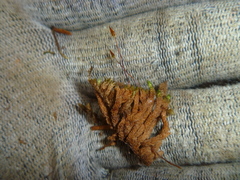 Macromitrium longipes