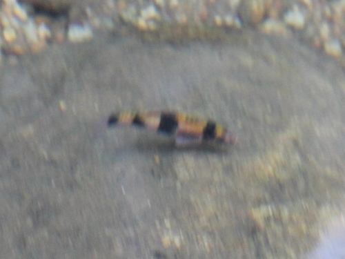 Haludaria fasciata