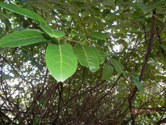 Prunus laurocerasus