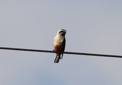 Microhierax caerulescens