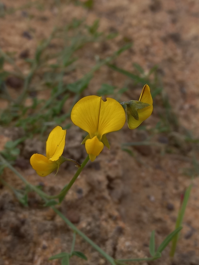 Yellow Rattlepod Namaqua Rattlepod from West Coast, ZA-WC, ZA on July 15, 2023 at 03:31 ...