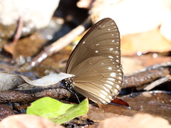 Euploea klugii