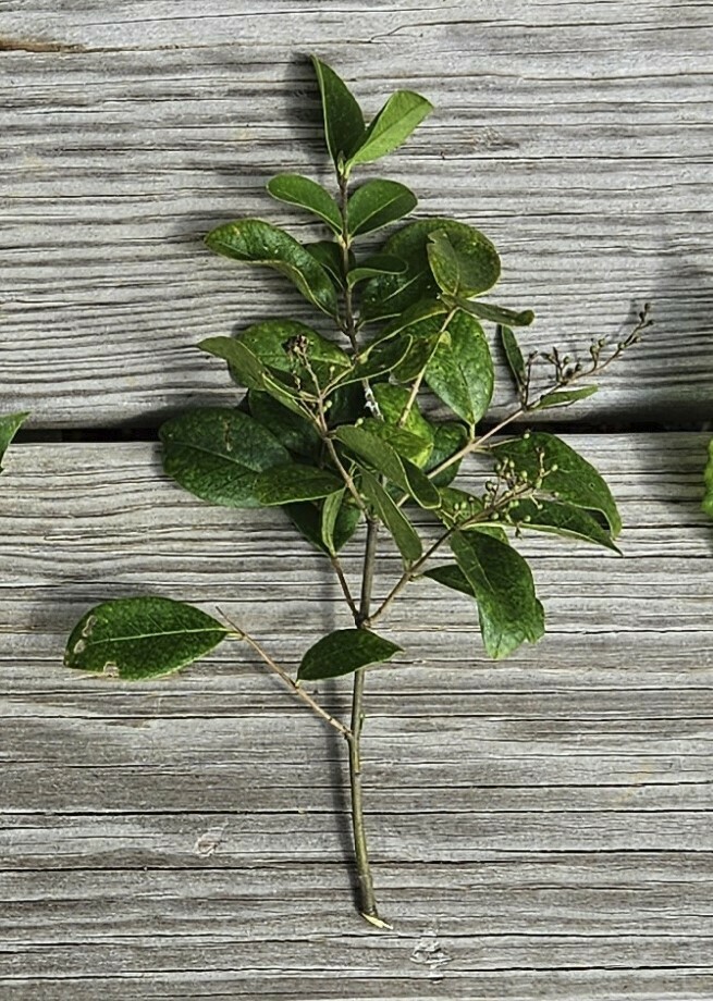 Privets From Culpeper VA 22701 USA On July 15 2023 At 04 11 PM By privets-from-culpeper-va-22701-usa-on-july-15-2023-at-04-11-pm-by