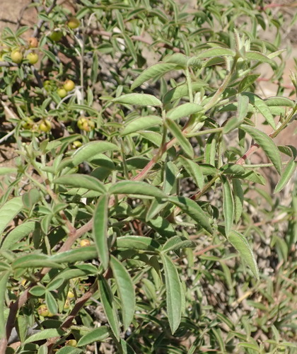 Image of Searsia rigida by (c) Nicola van Berkel, some rights reserved (CC BY-SA)