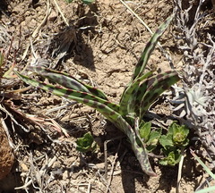 Ledebouria luteola