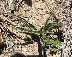 Ledebouria luteola