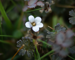 Geranium brevicaule