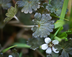 Geranium brevicaule