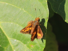 Oriens goloides