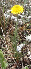 Berkheya insignis