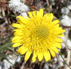 Berkheya insignis