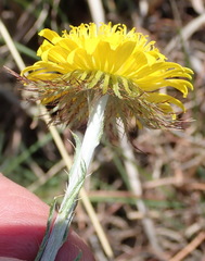 Berkheya insignis