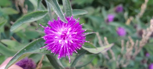 Black knapweed