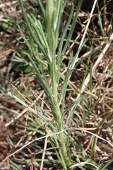 Berkheya insignis