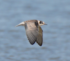 Black Tern photo 5