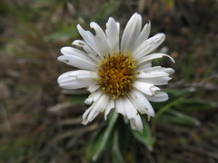 Celmisia spectabilis