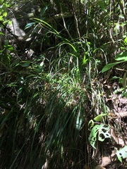 Carex spinirostris