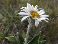 Celmisia spectabilis