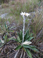 Celmisia spectabilis