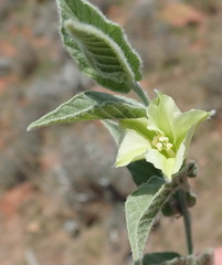 Convolvulus natalensis