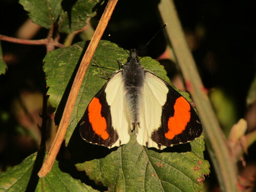Eroessa chiliensis