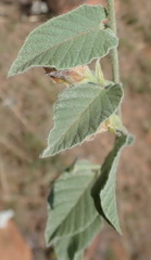 Convolvulus natalensis